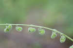 Wild comfrey